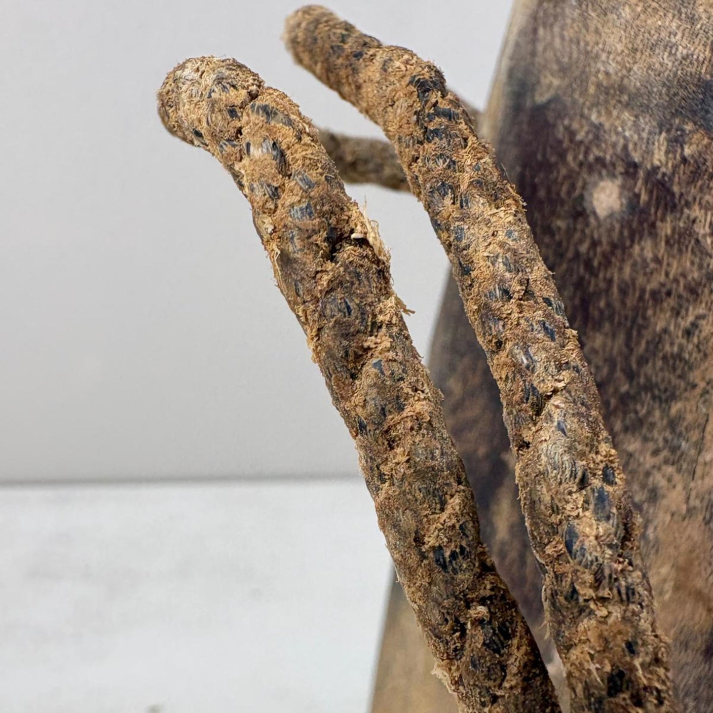 Antique Wooden Himachal Pot - Chhusang, Nepal