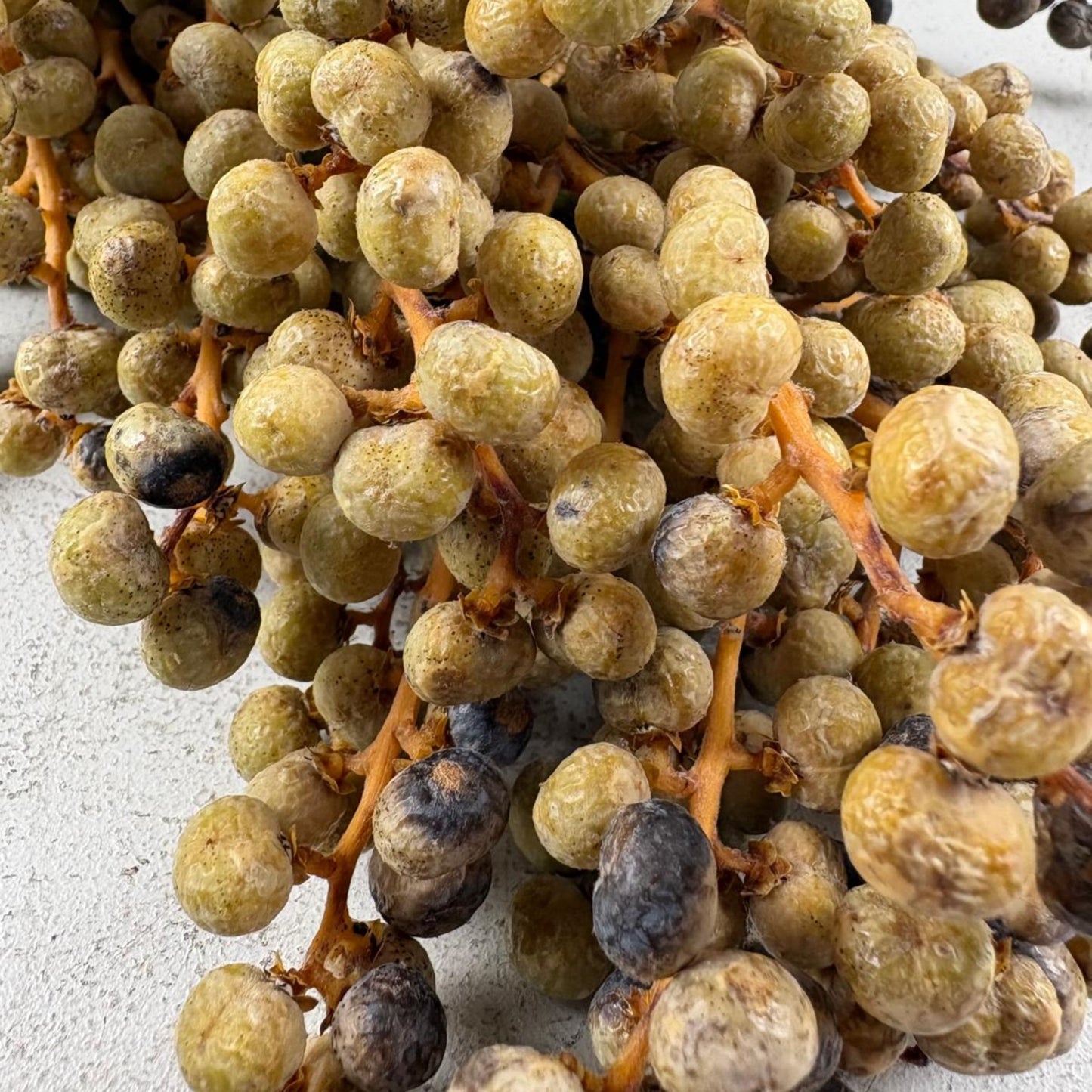 Dried Date Berry Branches