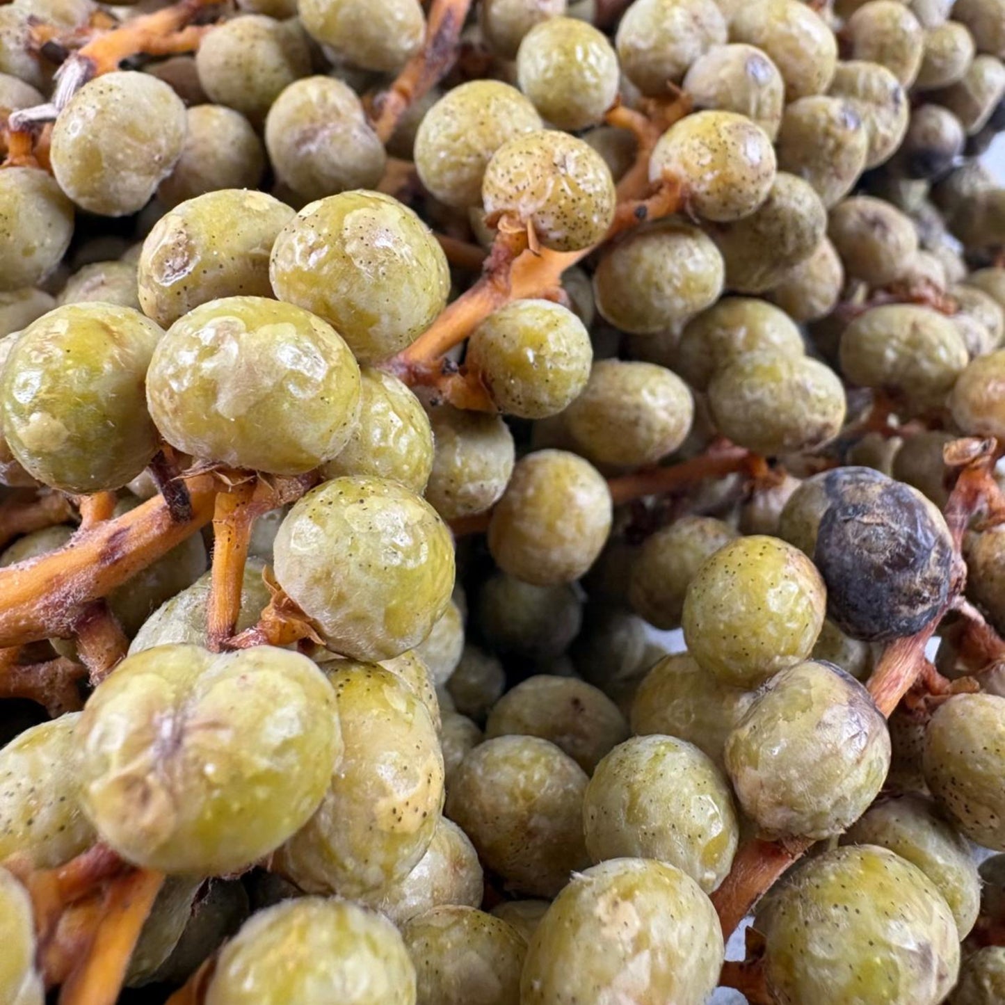 Dried Date Berry Branches
